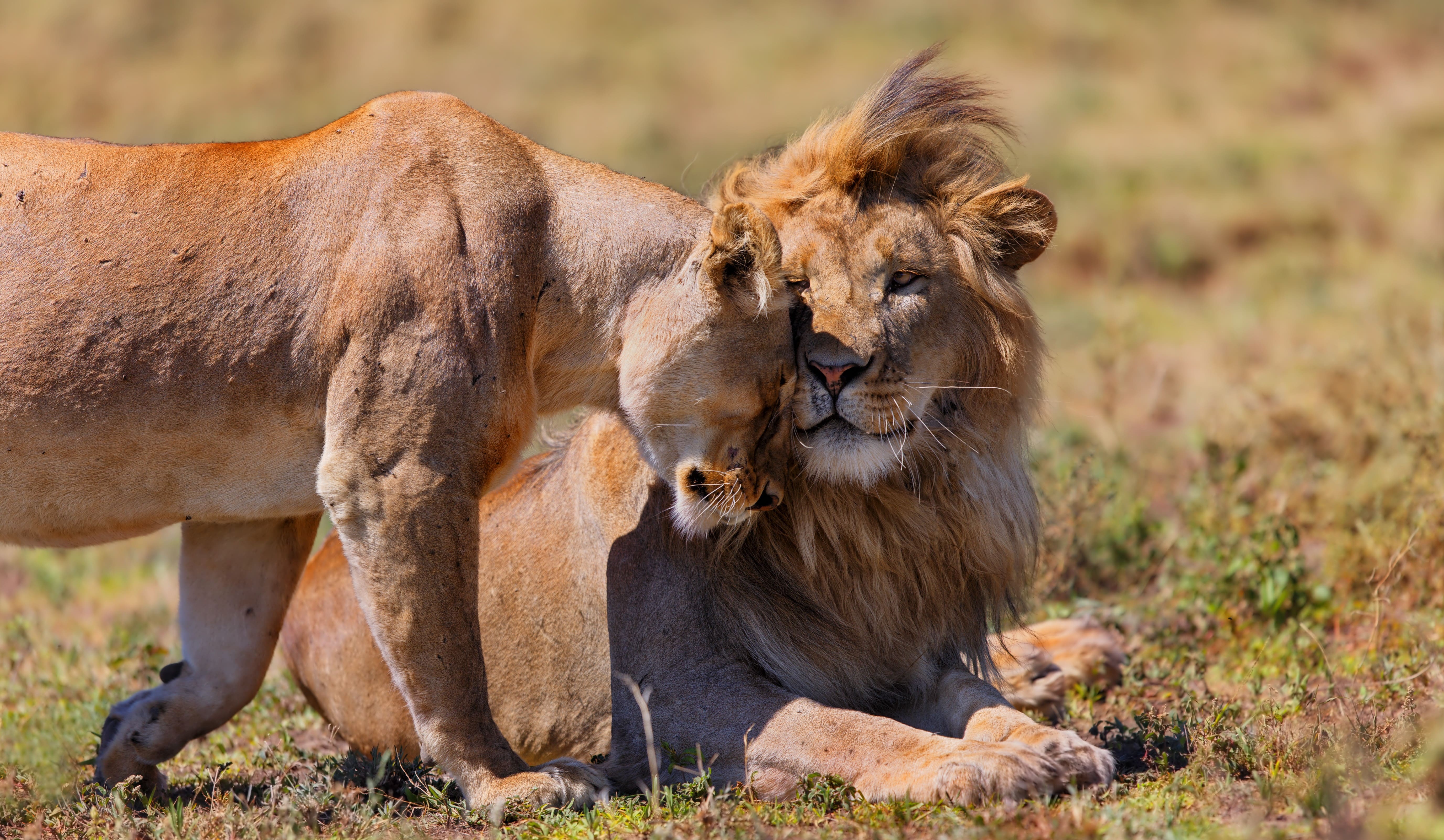 Africa in 3 Days - Camping Safari Adventures in Tanzania