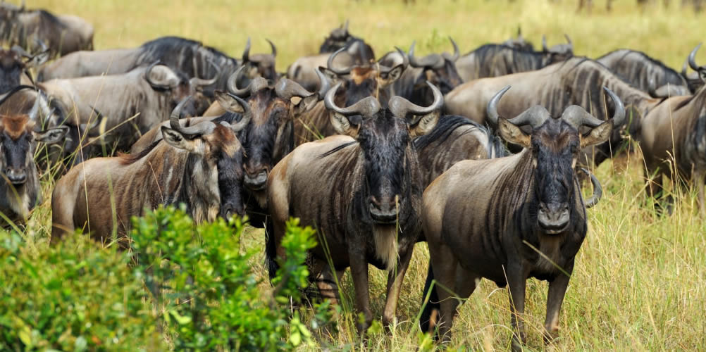 5 Days Midrange Mara River Crossing Migration Safari from Arusha