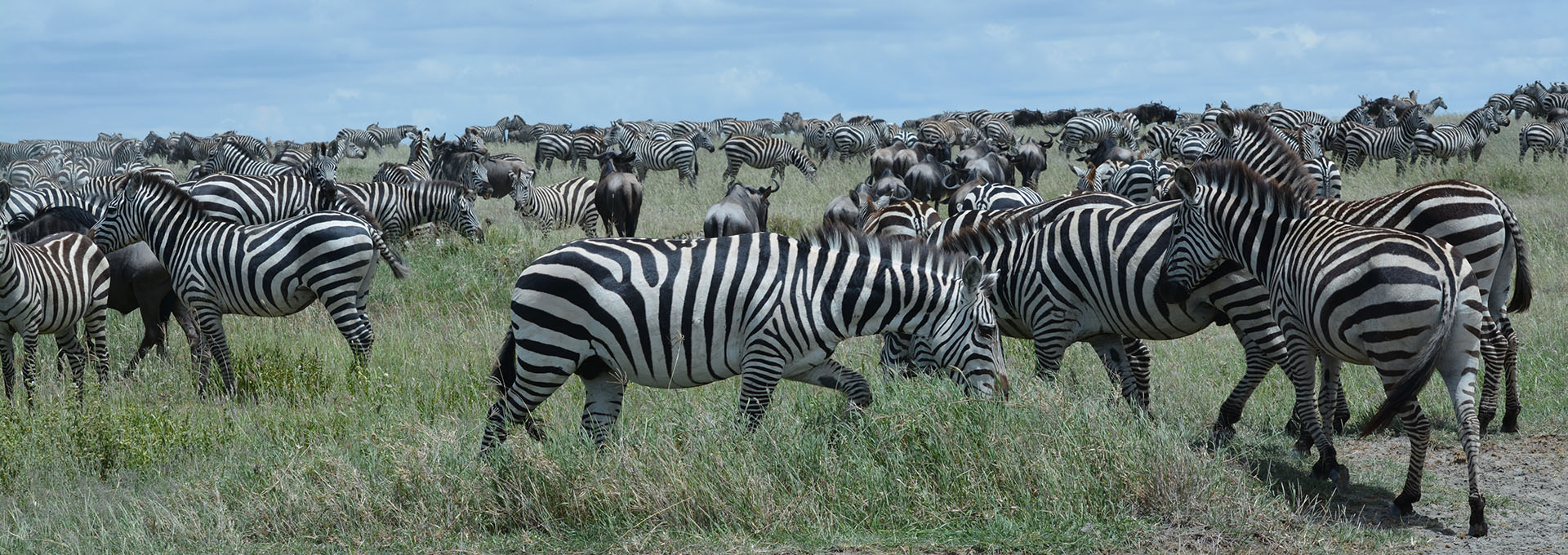 5 Days Budget Serengeti Migration Photography Safari from Arusha