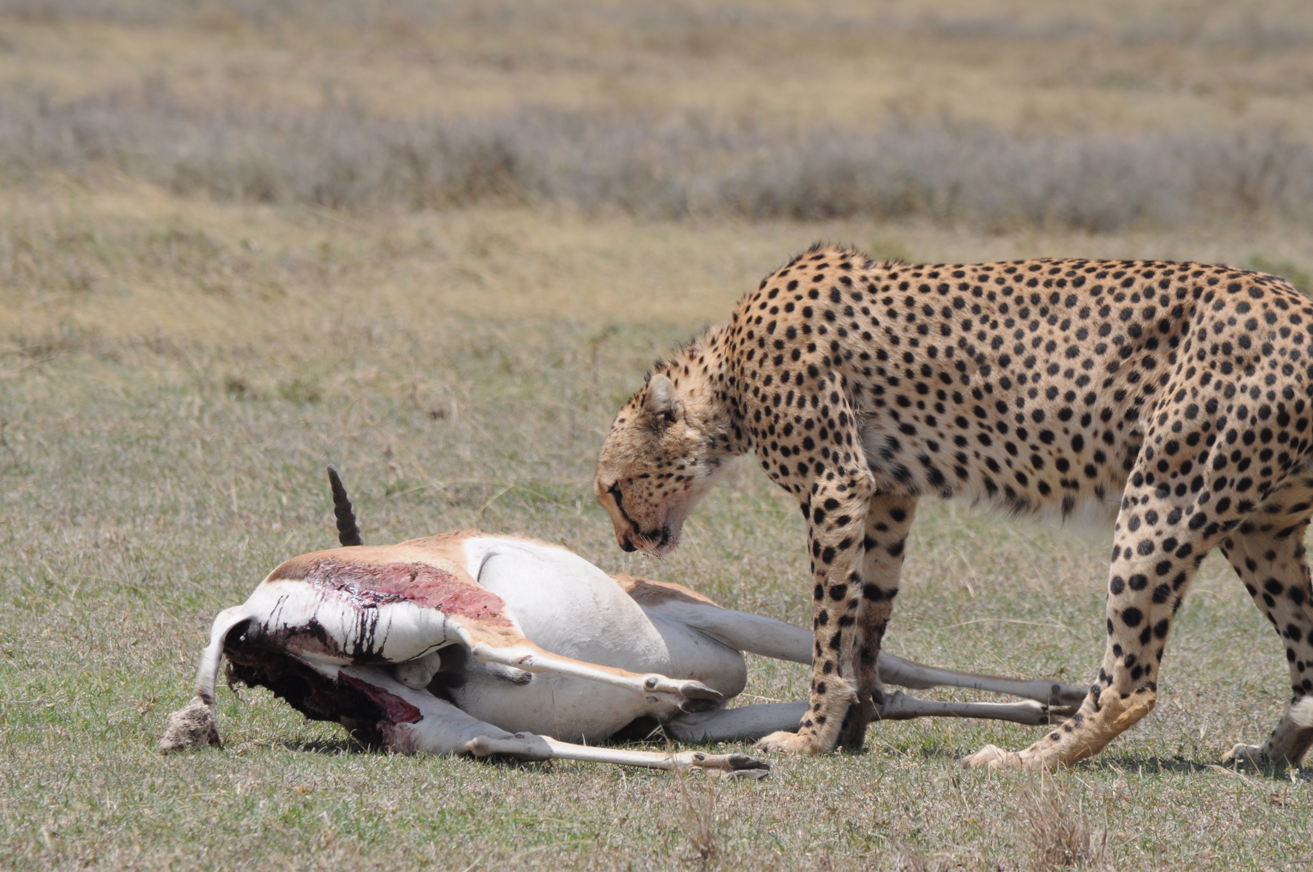 4 Days Mid Range Tanzania Safari in luxury stayle