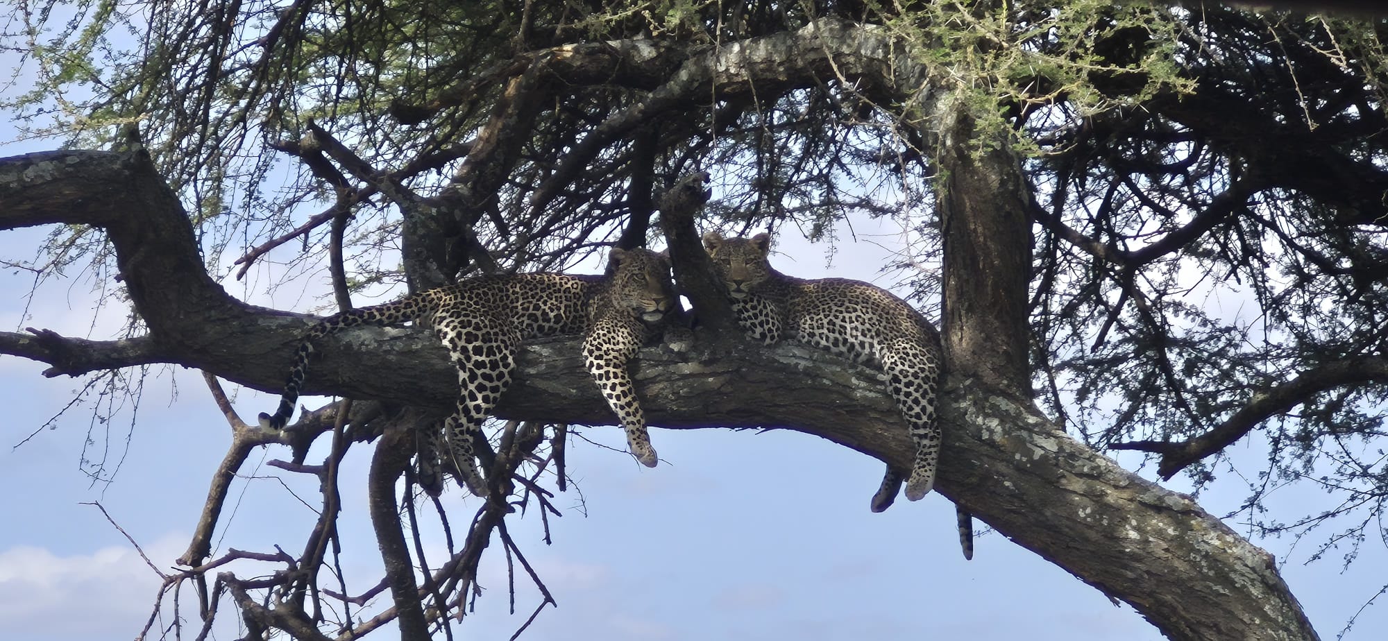 Serval Wildlife Day Trip from Moshi